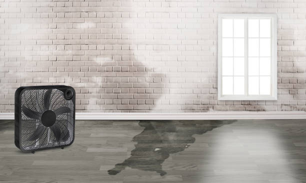 Best Professional water damage repair  in Benton, AR